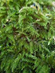 Eurhynchium striatum