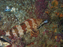 Oxylebius pictus
