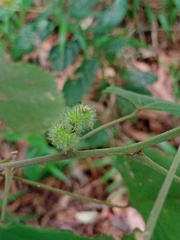 Macaranga trichocarpa