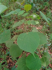 Macaranga trichocarpa
