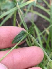 Potentilla versicolor