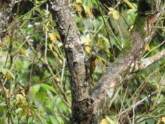 Dryobates maculifrons