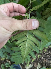 Dryopteris goldieana