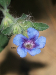 Strobilanthes pavala