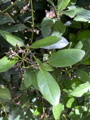 Magnoliopsida