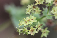 Alchemilla mollis