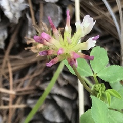 Trifolium pinetorum