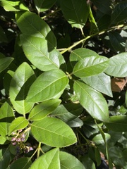 Viburnum tinus