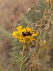 Chauliognathus basalis