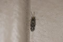 Hydroptilidae
