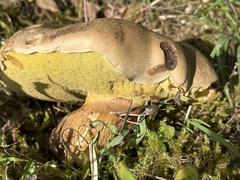 Caloboletus radicans