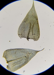 Eurhynchium striatum