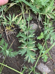 Potentilla versicolor