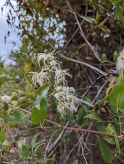 Clematis ligusticifolia