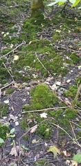 Eurhynchium striatum