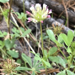 Trifolium pinetorum
