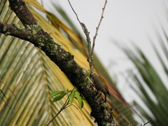 Dryobates maculifrons