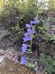Lobelia amoena