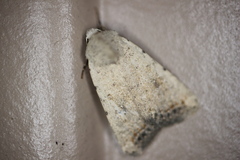 Caradrina montana