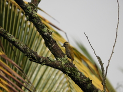 Dryobates maculifrons