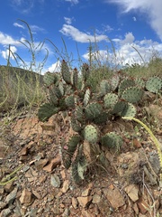 Opuntia macrocentra
