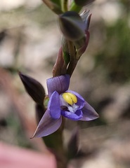 Thelymitra peniculata