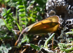 Colias hecla