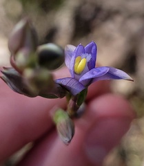 Thelymitra peniculata
