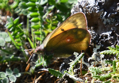 Colias hecla