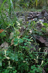 Corydalis
