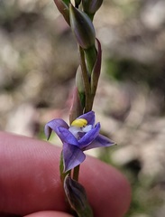 Thelymitra peniculata