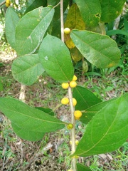 Ficus aurata
