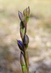 Thelymitra peniculata