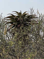 Aloe marlothii