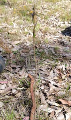 Thelymitra peniculata