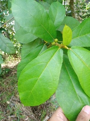 Ficus aurata