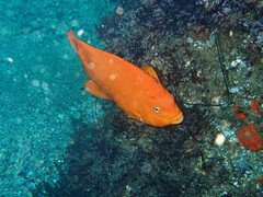 Hypsypops rubicundus