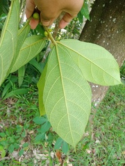 Ficus aurata