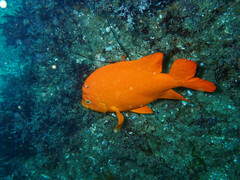 Hypsypops rubicundus