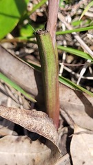 Thelymitra peniculata