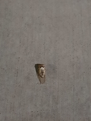 Megatibicen dealbatus