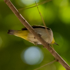 Zosterops simplex erwini