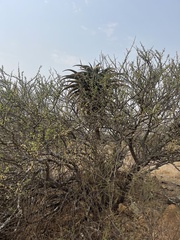 Aloe marlothii
