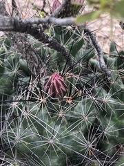 Coryphantha macromeris macromeris