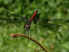 Agrionoptera insignis