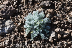 Oxytropis putoranica