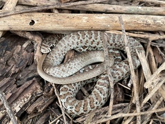 Coluber constrictor mormon
