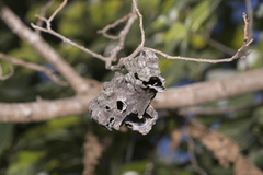 Eriosoma lanuginosum