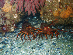 Panulirus interruptus