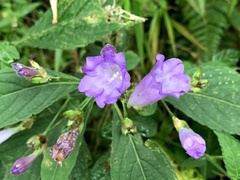 Strobilanthes formosana